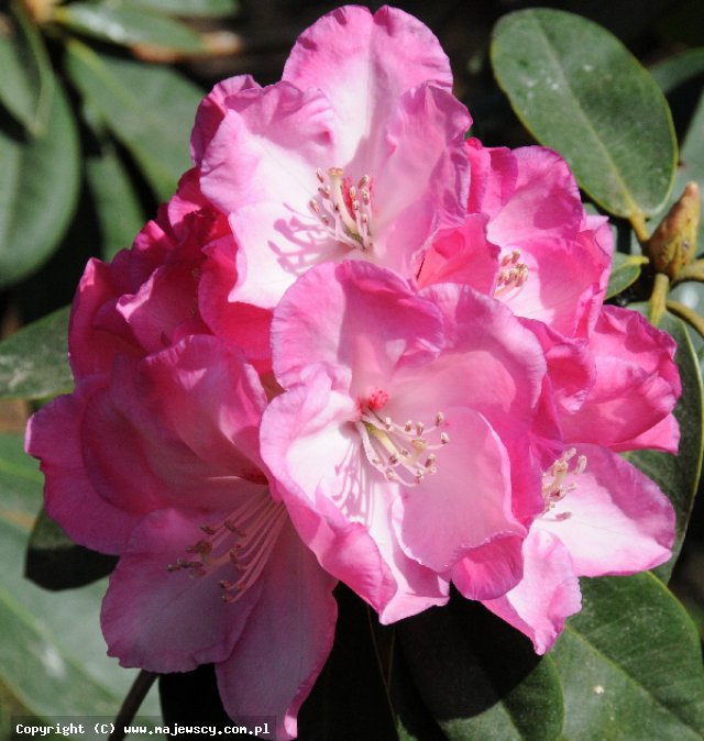Rhododendron hybridum 'Pink Titan'  - różanecznik odm. 'Pink Titan' 