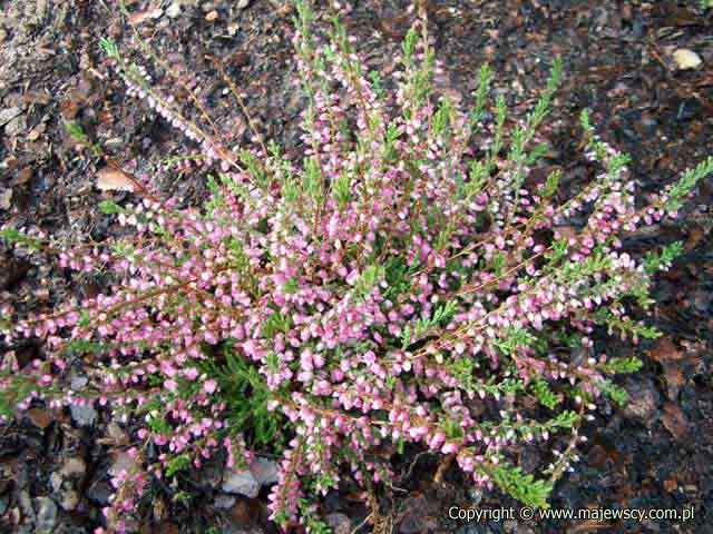 Calluna vulgaris 'Red Favorite'  - wrzos pospolity odm. 'Red Favorite' 