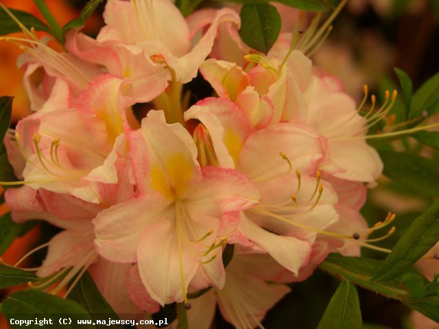Rhododendron viscosum 'Juniduft'  -  odm. 'Juniduft' 