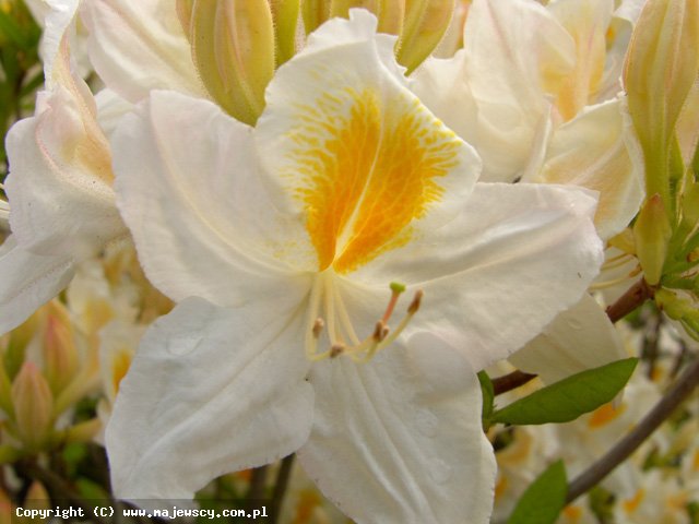 Rhododendron  'Persil'  - azalia wielkokwiatowa odm. 'Persil' 