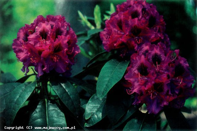 Rhododendron hybridum 'Ollin O.Dobbs'  - różanecznik odm. 'Ollin O.Dobbs' 