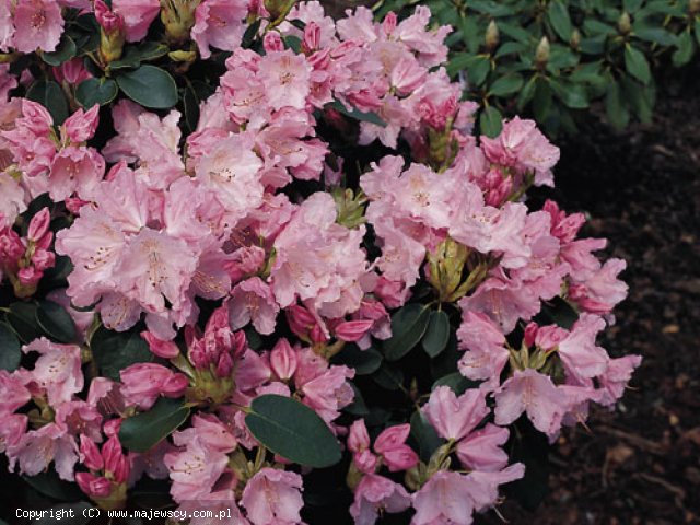 Rhododendron williamsianum 'Osmar'  - różanecznik wiliamsa odm. 'Osmar' 