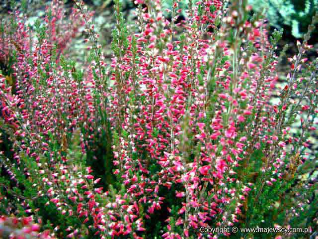 Calluna vulgaris 'Romina'  - wrzos pospolity odm. 'Romina' 