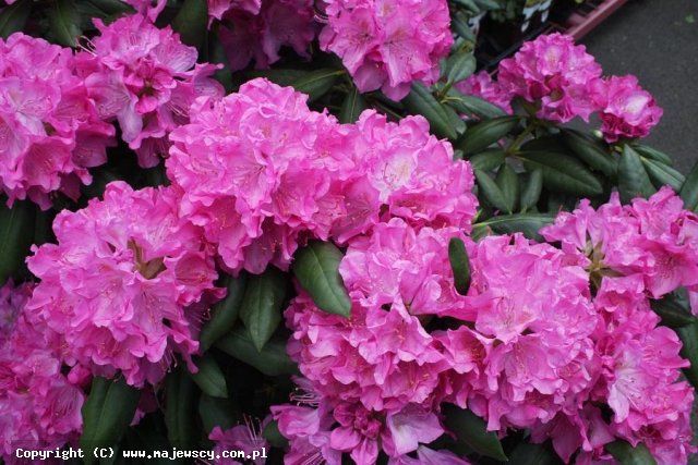Rhododendron catawbiense 'Roseum Pink'  - różanecznik katawbijski odm. 'Roseum Pink' 