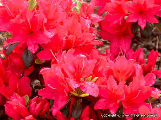 Rhododendron obtusum 'Rubinstern'  - japanese azalea odm. 'Rubinstern' 