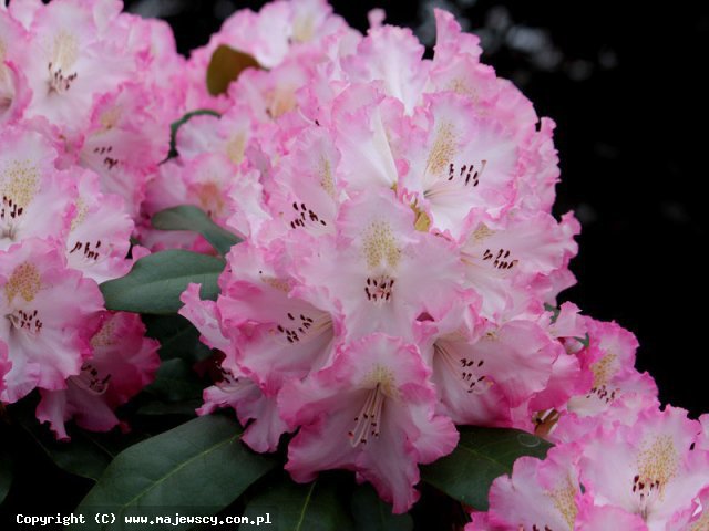 Rhododendron hybridum 'Saskia'  -  odm. 'Saskia' 