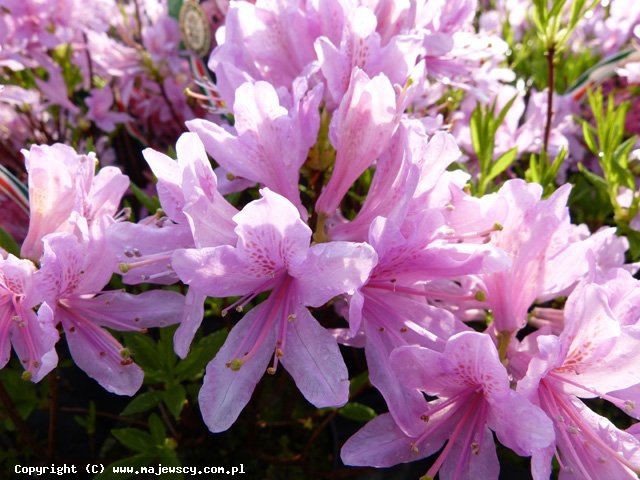 Rhododendron x canadense 'Western Lights'  -  odm. 'Western Lights' 