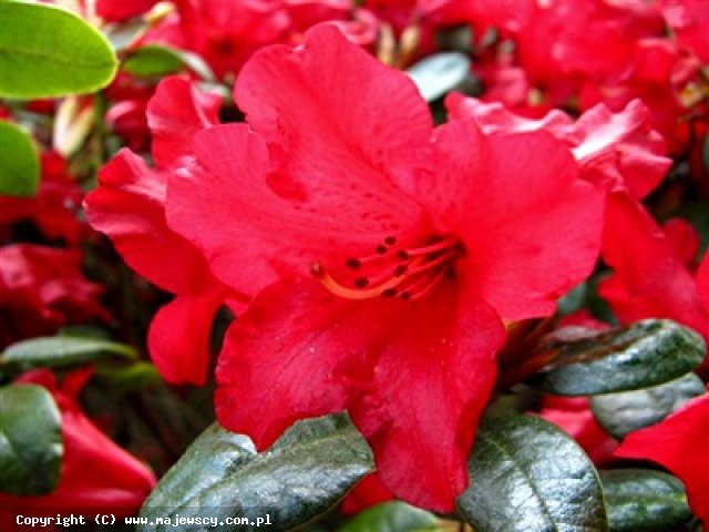 Rhododendron forrestii 'Bengal'  - różanecznik forresta odm. 'Bengal' 