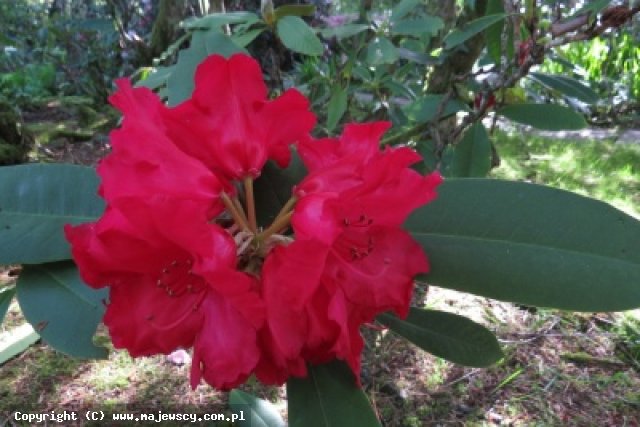 Rhododendron hybridum 'Cardinal'  -  odm. 'Cardinal' 