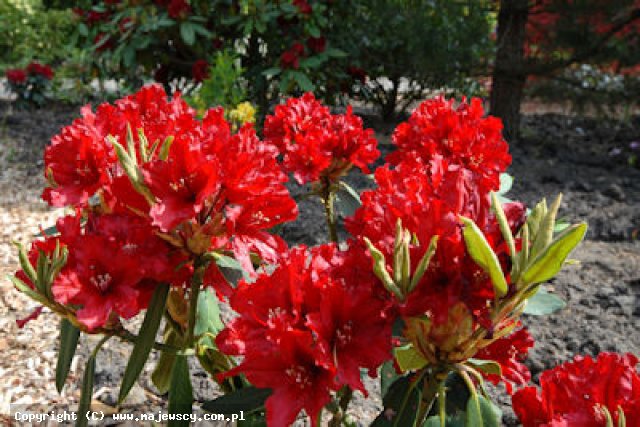 Rhododendron hybridum 'Taragona'  - różanecznik odm. 'Taragona' 