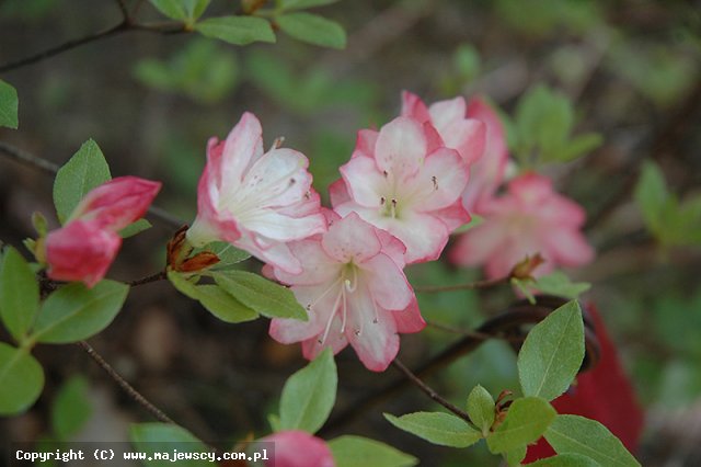 Rhododendron 'Apple Blossom'  - azalia wielkokwiatowa odm. 'Apple Blossom' 