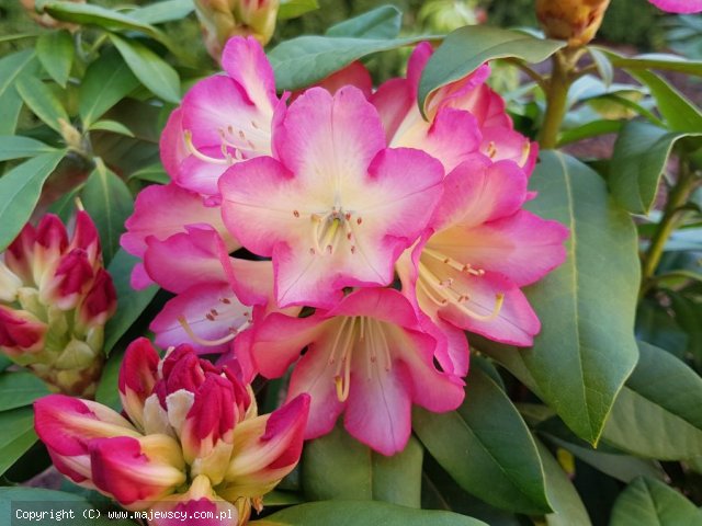 Rhododendron hybride 'Arkadius'  - różanecznik wielkokwiatowy odm. 'Arkadius' 