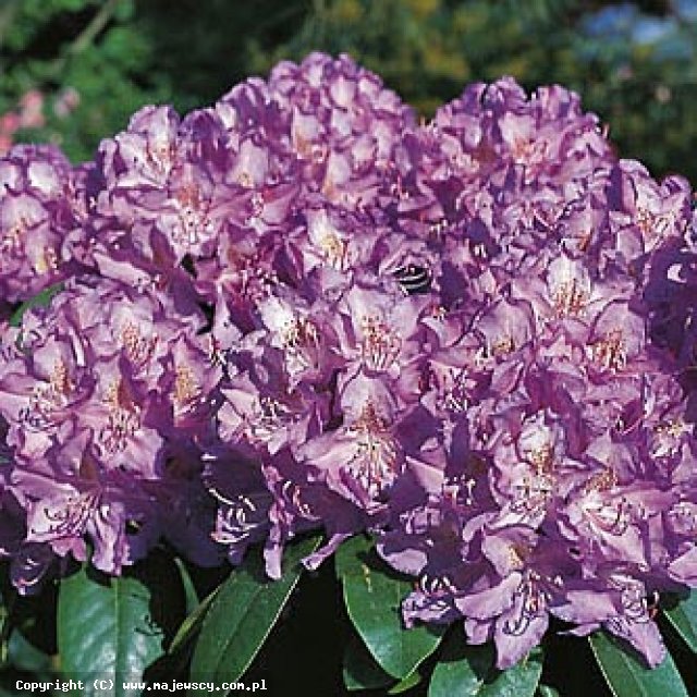 Rhododendron catawbiense 'Purpureum Grandiflorum'  - różanecznik katawbijski odm. 'Purpureum Grandiflorum' 