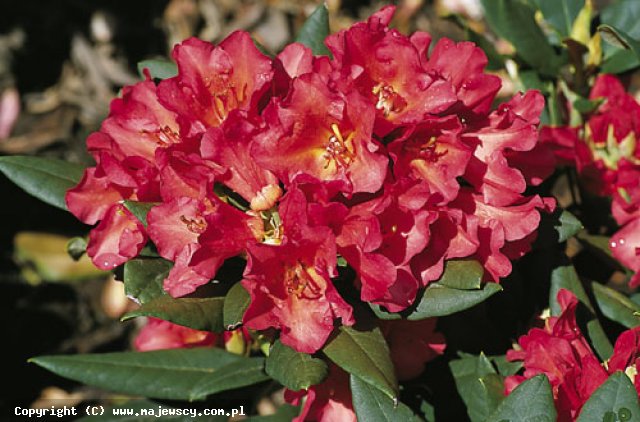 Rhododendron hybridum 'Vorwerk Abendsonne'  - różanecznik odm. 'Vorwerk Abendsonne' 
