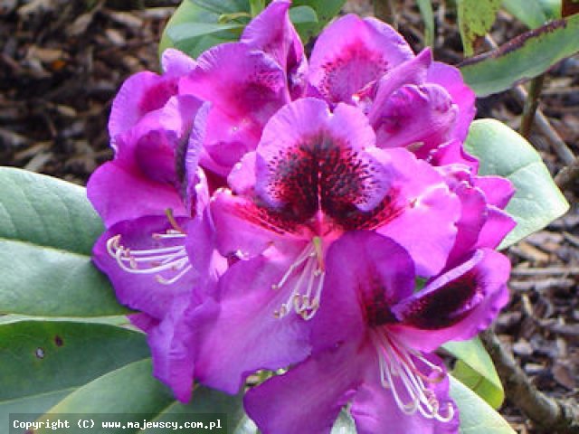 Rhododendron hybridum 'Bariton'  - różanecznik odm. 'Bariton' 