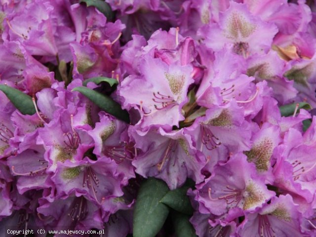 Rhododendron yakuschimanum 'Bohlken's Lupinenberg' ® - różanecznik jakuszimański odm. 'Bohlken's Lupinenberg' ®