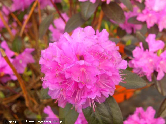 Rhododendron carolinianum 'PJM Regal'  - rózanecznik karoliński odm. 'PJM Regal' 