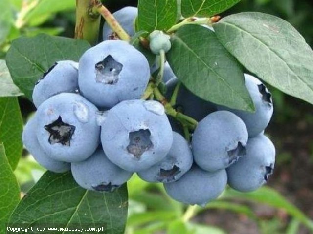Vaccinium corymbosum 'Denise Blue'  - голубика садовая odm. 'Denise Blue' 