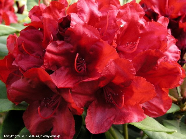 Rhododendron hybride 'Dotella'  - różanecznik wielkokwiatowy odm. 'Dotella' 