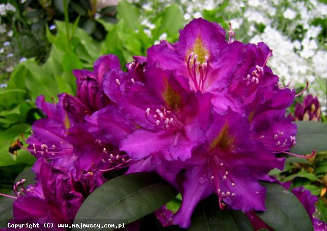 Rhododendron hybridum  'Libretto'  -  odm. 'Libretto' 