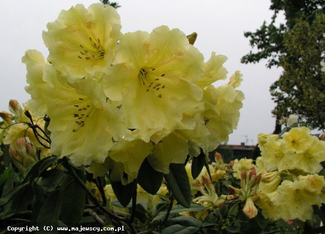 Rhododendron hybridum 'Mahasona'  -  odm. 'Mahasona' 