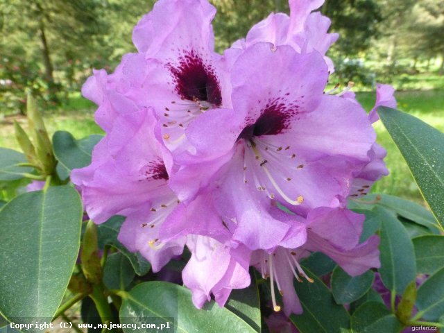 Rhododendron hybridum 'Mercator'  - różanecznik odm. 'Mercator' 