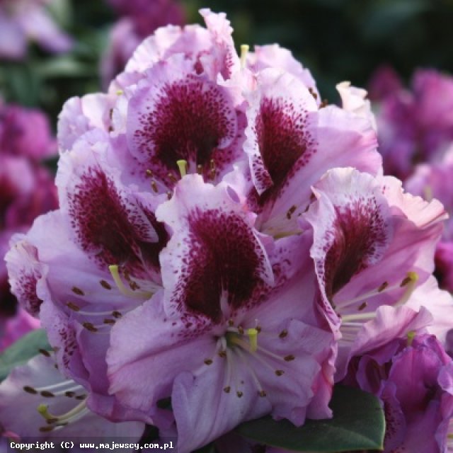 Rhododendron hybridum 'Pfauenauge' ® - różanecznik odm. 'Pfauenauge' ®