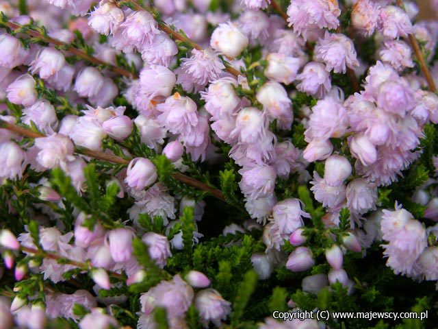 Calluna vulgaris 'Radnor'  - wrzos pospolity odm. 'Radnor' 
