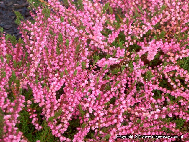 Calluna vulgaris 'Red Favorite'  - wrzos pospolity odm. 'Red Favorite' 