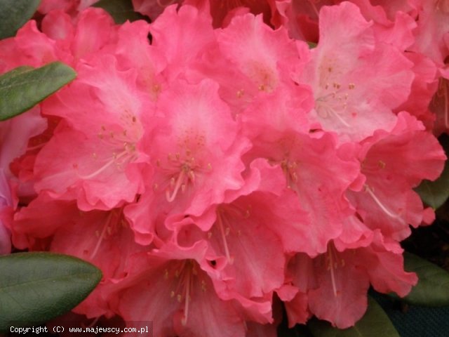 Rhododendron yakushimanum 'Sonatine'  - różanecznik jakuszimański odm. 'Sonatine' 