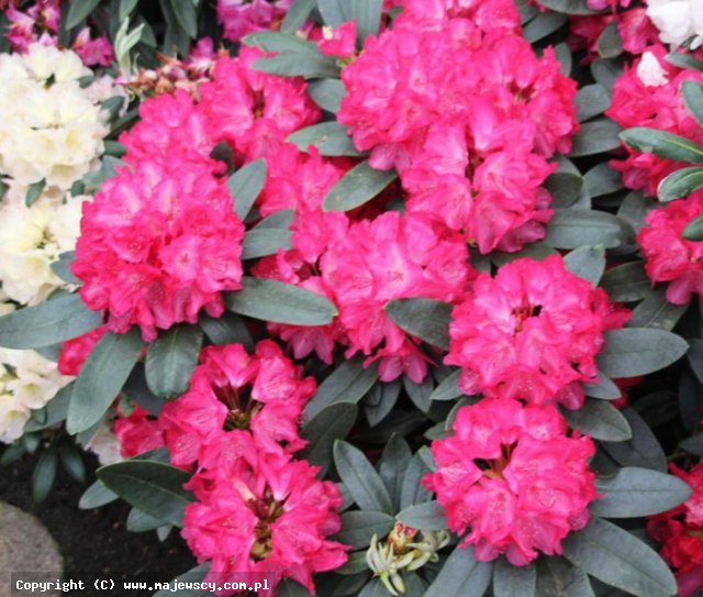 Rhododendron yakushimanum 'Astrid' ® - różanecznik jakuszimański odm. 'Astrid' ®