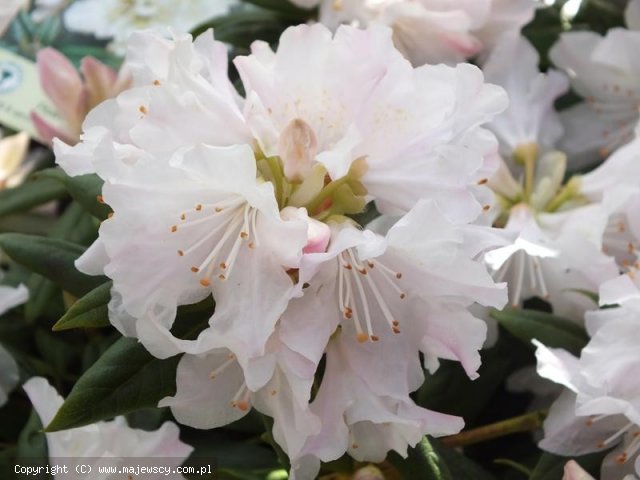 Rhododendron micranthum 'Dora Amateis'  - różanecznik drobnokwiatkowy odm. 'Dora Amateis' 