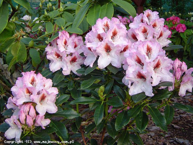 Rhododendron hybridum 'Graffito' ® - różanecznik odm. 'Graffito' ®