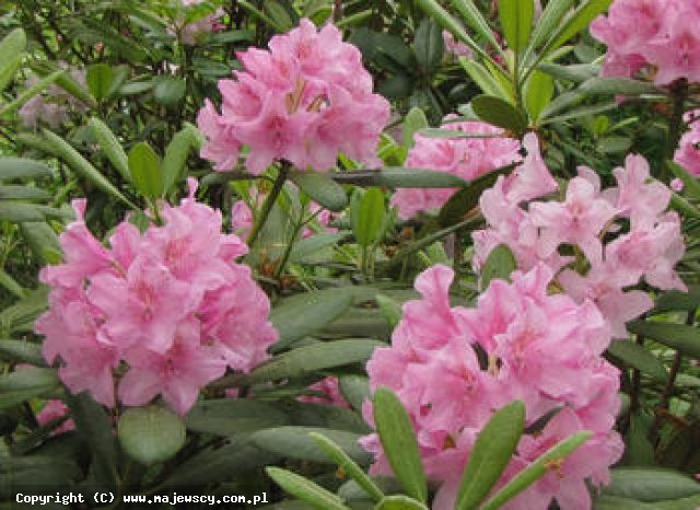 Rhododendron brachycarpum 'Helsinki University'  - różanecznik wielkokwiatowy odm. 'Helsinki University' 