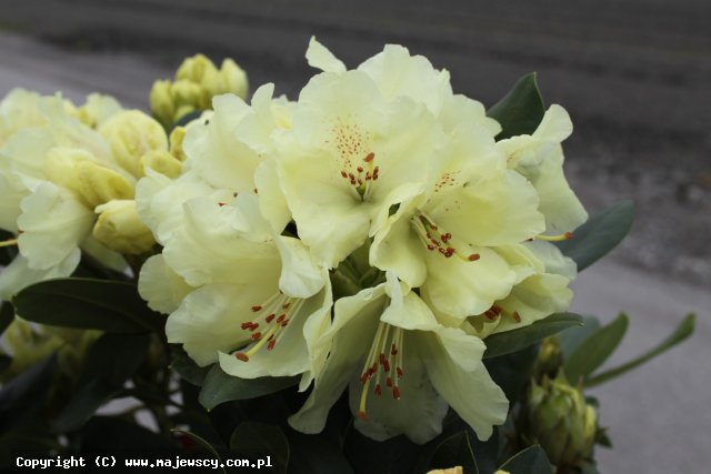 Rhododendron wardii 'Graf Lennart'  - różanecznik odm. 'Graf Lennart' 