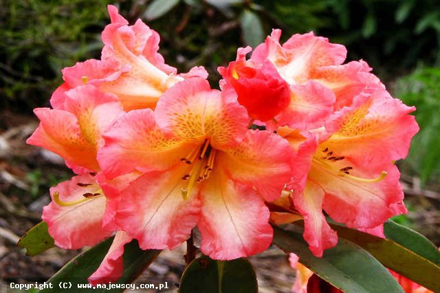 Rhododendron hybridum 'Sun Fire'  - różanecznik odm. 'Sun Fire' 