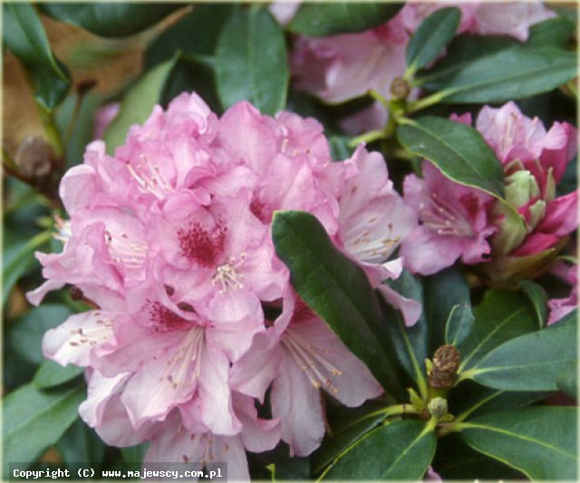 Rhododendron caucasicum 'Cheer'  - różanecznik kaukazki odm. 'Cheer' 