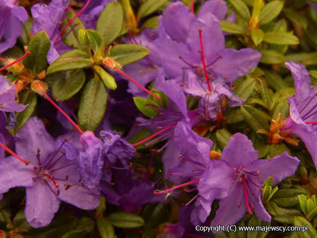 Rhododendron impeditum 'St. Merryn'  - różanecznik karłowy odm. 'St. Merryn' 