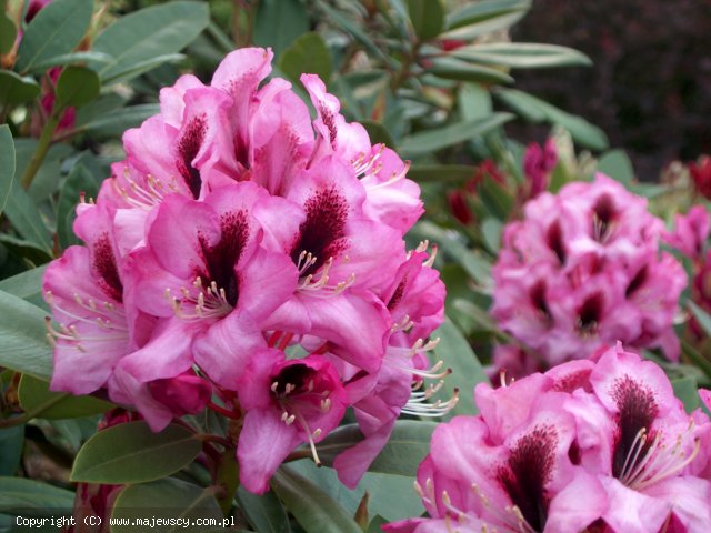 Rhododendron hybride 'Kokardia'  - рододендрон гибридный odm. 'Kokardia' 