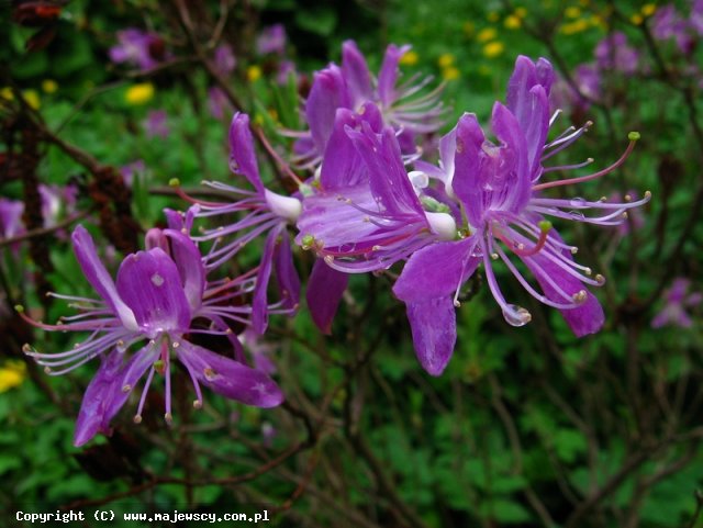Rhododendron canadense 'rhododendron canadense'  - różanecznik kanadyjski odm. 'rhododendron canadense' 
