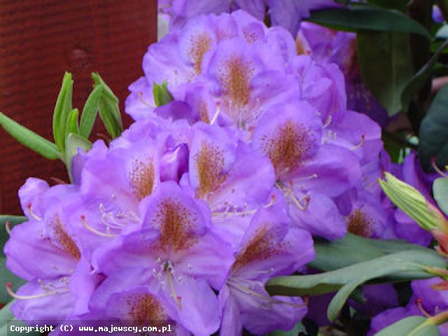 Rhododendron hybridum 'Blutopia'  -  odm. 'Blutopia' 