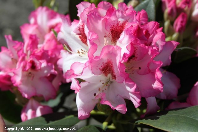 Rhododendron catawbiense 'Hachmann's Charmant'  - różanecznik katawbijski odm. 'Hachmann's Charmant' 