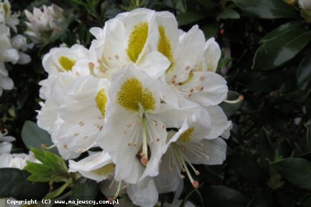 Rhododendron catawbiense 'Madame Carvalho'  - różanecznik katawbijski odm. 'Madame Carvalho' 