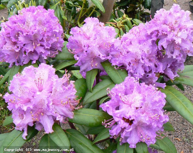 Rhododendron catawbiense 'Alfred'  - różanecznik katawbijski odm. 'Alfred' 