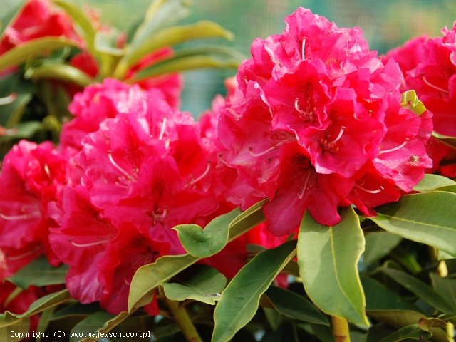 Rhododendron hybride 'Wilgen's Ruby'  -  odm. 'Wilgen's Ruby' 