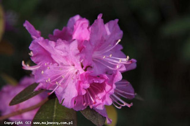 Rhododendron dauricum 'Regal'  - рододендрон даурский odm. 'Regal' 