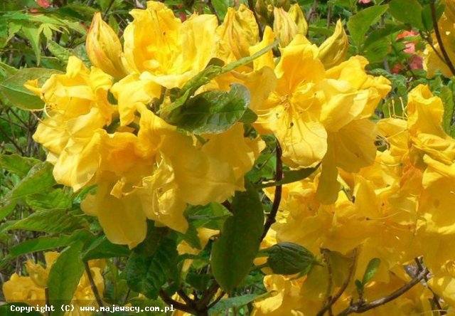 Rhododendron 'Umpqua Queen'  - azalie wielokwiatowe odm. 'Umpqua Queen' 