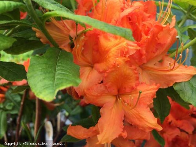 Rhododendron (Knap Hill) 'Hotspur Red'  - azalia wielkokwiatowa odm. 'Hotspur Red' 