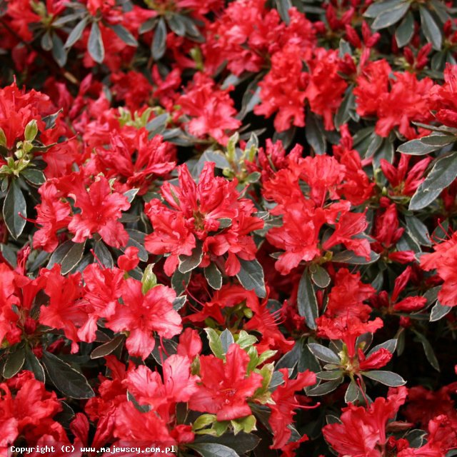 Rhododendron obtusum 'Hot Shot Variegated'  -  odm. 'Hot Shot Variegated' 
