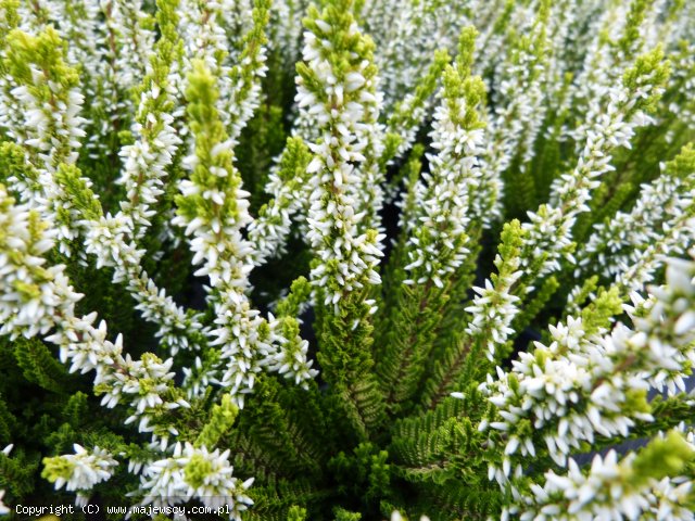 Calluna vulgaris 'Agneta' ® - common heather odm. 'Agneta' ®